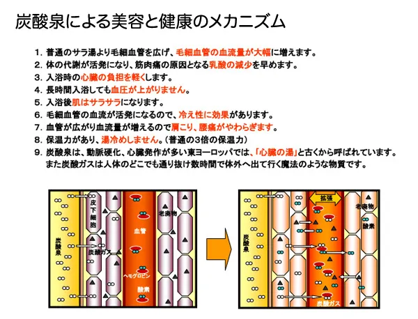 炭酸泉による美容と健康のメカニズム